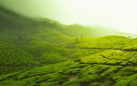 贵州茶场旅游,贵州茶旅路线