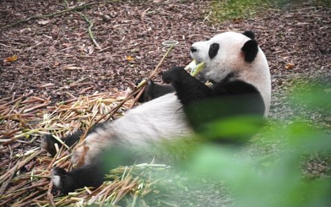 成都旅游攻略路线最佳路线,成都旅游攻略景点地图