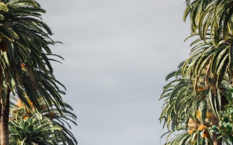 美国旅游电影搞笑片段,美国旅游的电影