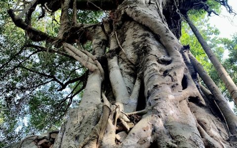 鼓浪屿两天自由行攻略,鼓浪屿玩两天攻略