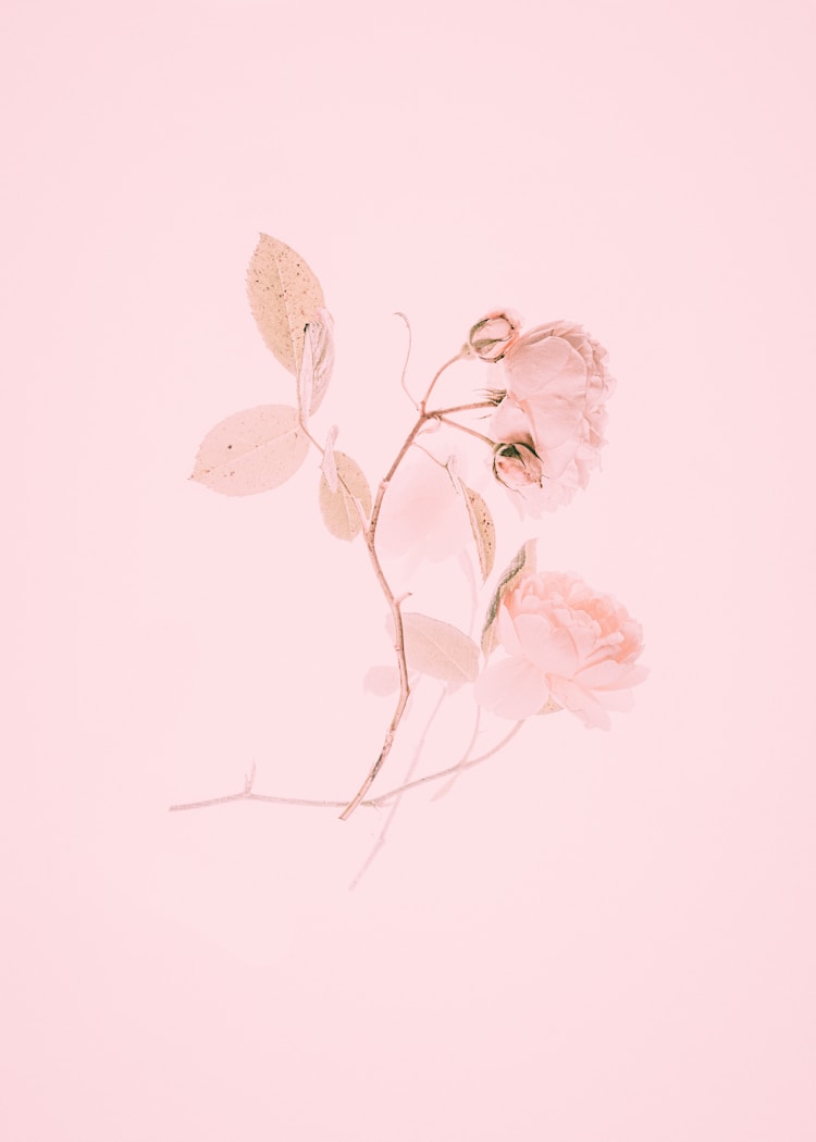 粉色景色,粉红色景点插图2