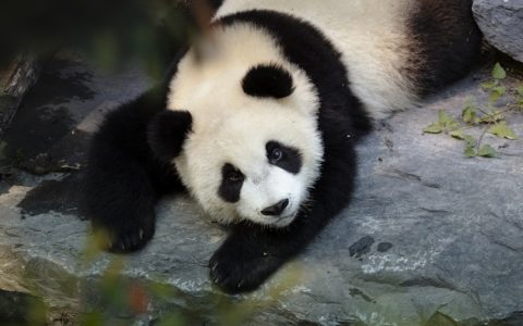 成都熊猫旅游景点,成都熊猫旅游集团