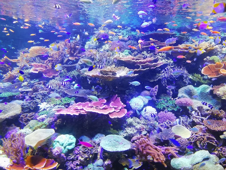 飞鱼旅游为啥便宜,深圳飞鱼旅游插图2