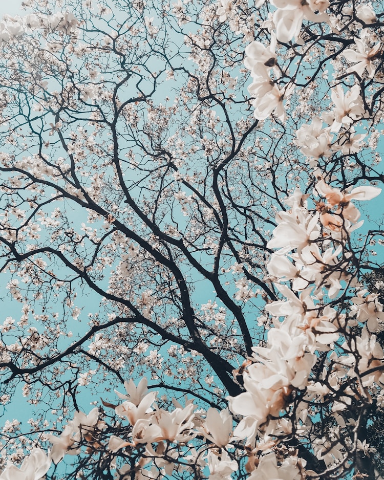 日本旅游交通费,日本旅游交通费贵吗插图