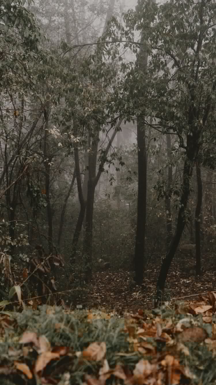 岳麓山旅游区赚了多少钱,岳麓山旅游指南插图2