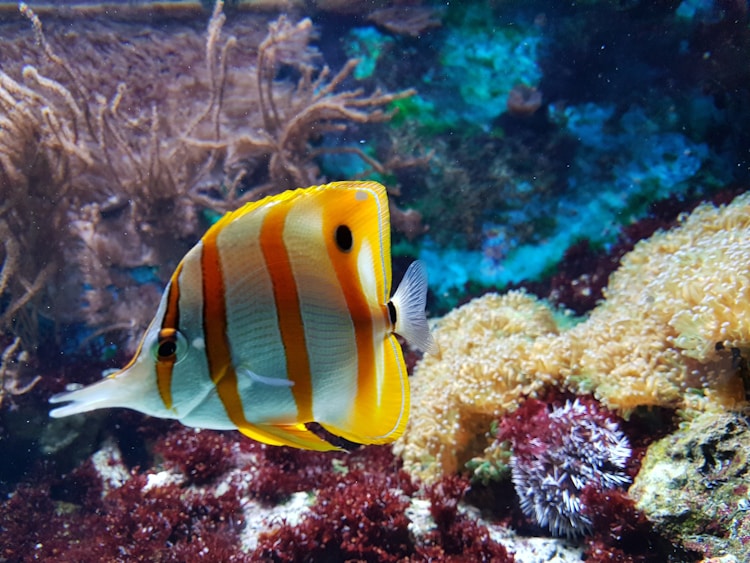 上海水族馆游玩,上海水族馆值得去吗插图2