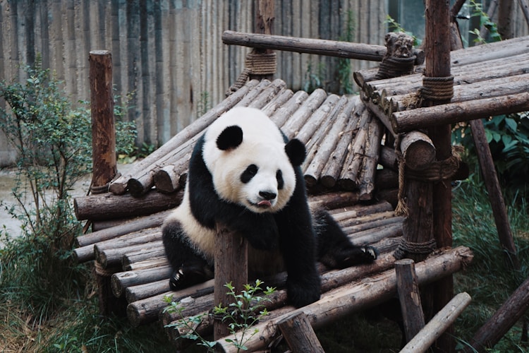成都七天旅游,成都七天旅游计划及花费插图2