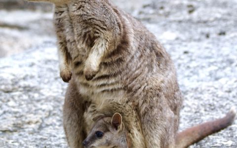 袋鼠岛旅游景点介绍,袋鼠度假