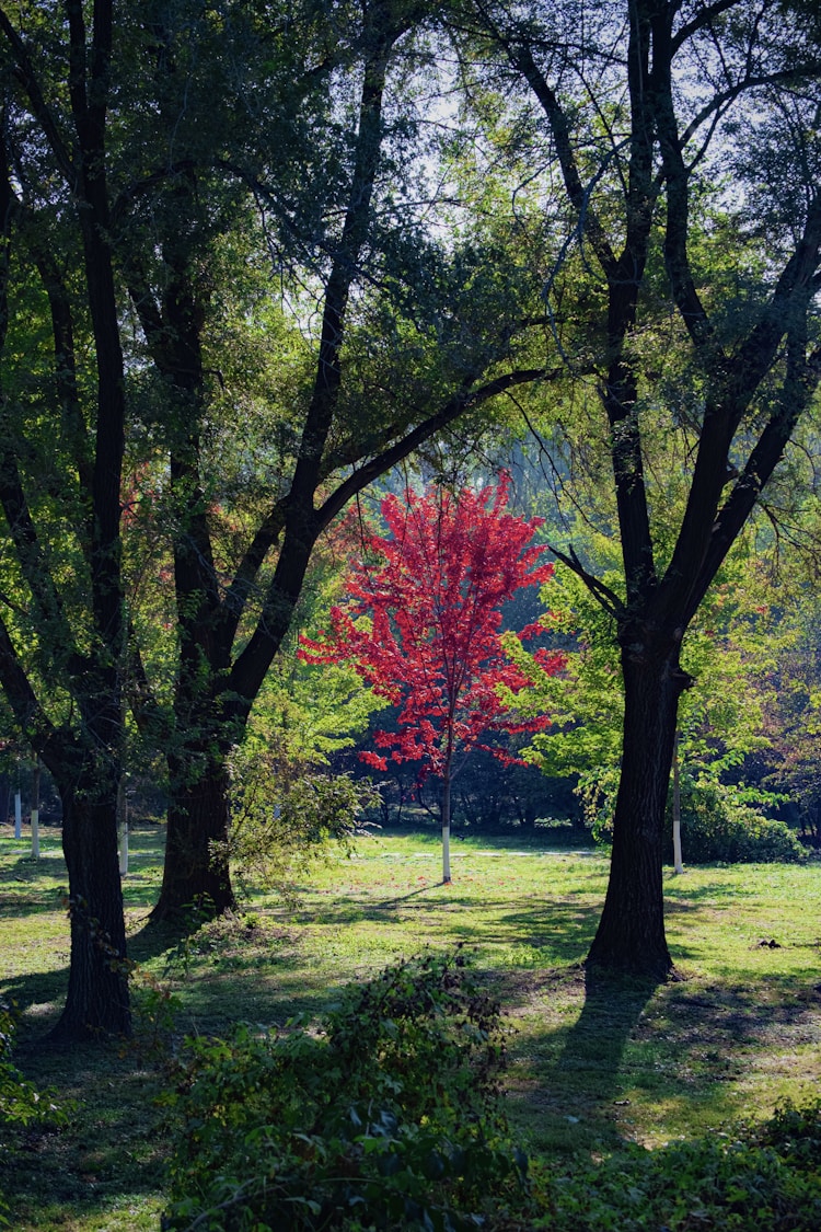 长春旅游必去十大景点排名,长春旅游插图2