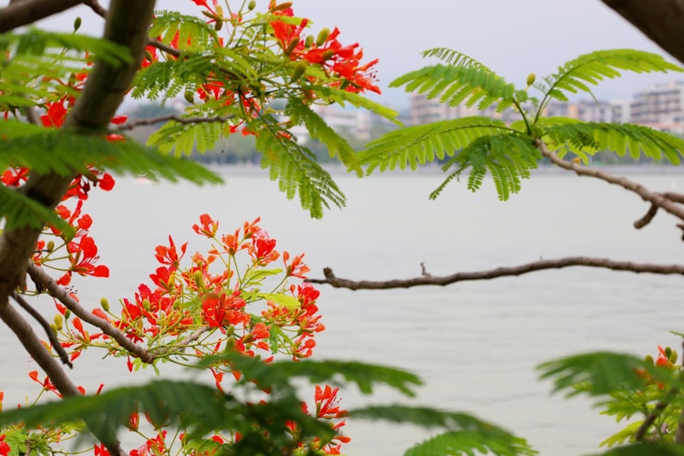 广东肇庆旅游景点,广东肇庆旅游景点攻略插图