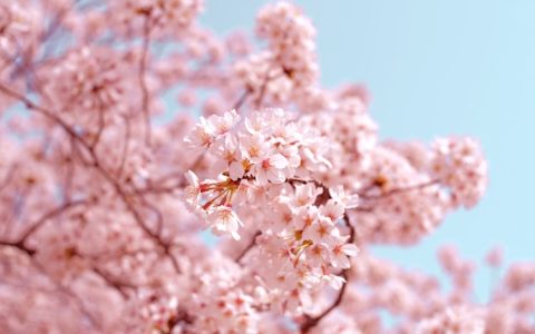 赴日团队旅游签证,赴日旅游签证新政策