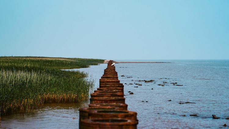 上海崇明旅游景点,崇明旅游线路插图2