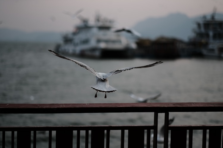 昆明康辉旅行正规吗,昆明康辉旅游官网插图