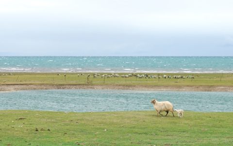 青海湖 攻略,青海湖旅游-完全攻略