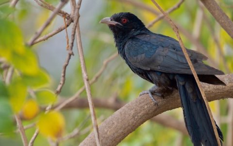 开化白石尖野生杜鹃,开化林山白石尖