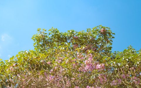 关于旅游管理专业的论文题目,关于旅游管理的书籍