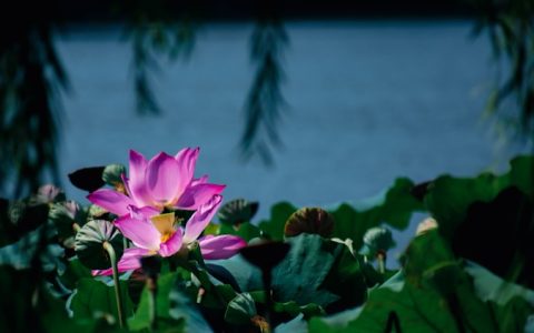 杭州西湖旅游路线规划,杭州西湖的旅游计划