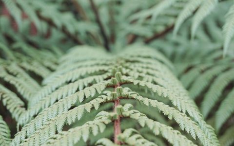 新西兰旅游签证最长停留时间,新西兰旅游签证办理需要多长时间