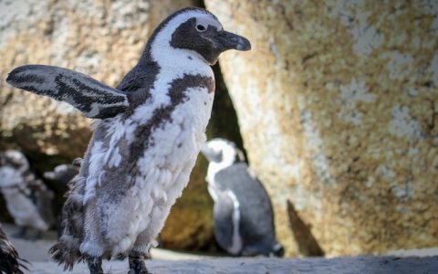 非洲旅游消费高吗,非洲旅游便宜吗