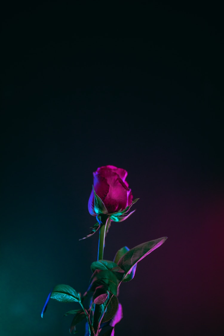 保加利亚玫瑰纯露哪个牌子好,最浪漫的节日保加利亚玫瑰节插图2