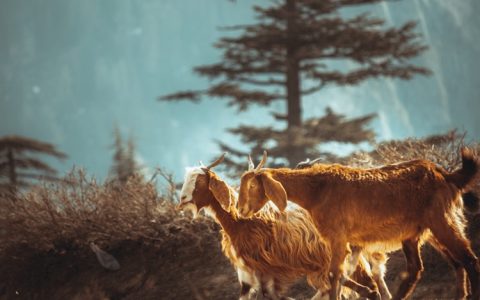 哪儿有跳伞的地方,跳伞旅游去哪里便宜