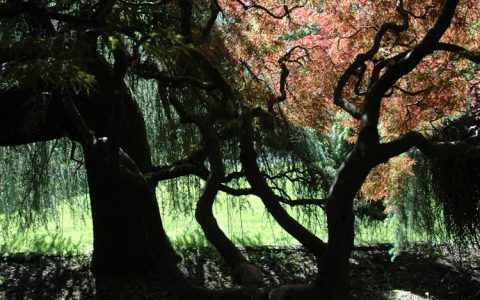 去日本旅游带多少日元合适,去日本旅游要多少钱