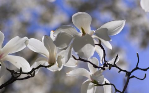 短途旅行计划怎么写,短期旅游规划方案