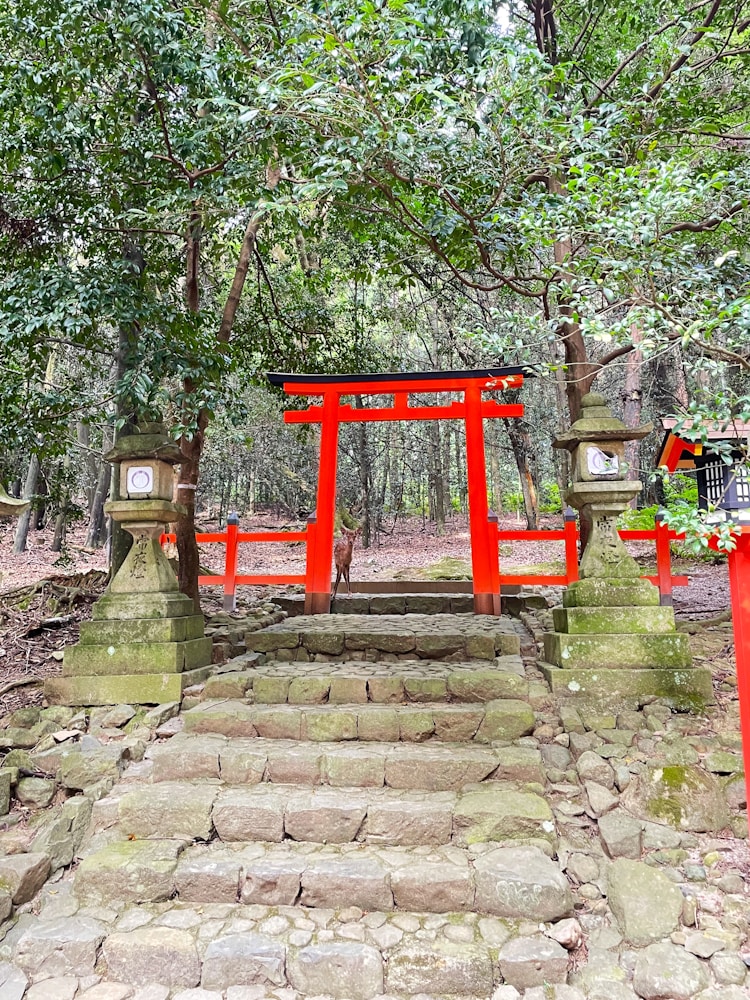 奈良旅游十大景点,奈良旅游必去景点插图2