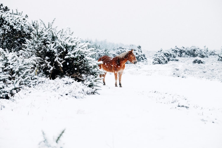 西岭雪山旅游攻略两天,西岭雪山旅游攻略自驾游插图