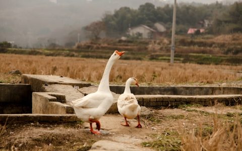 到广西旅游攻略,到广西旅游价格表