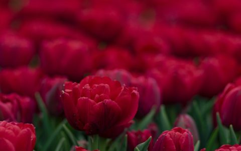 30条红色旅游精品线路,红色线路旅游13条