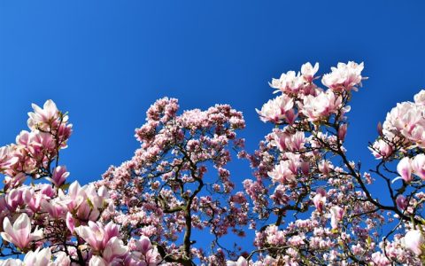 木兰花花束,木兰花护肤品
