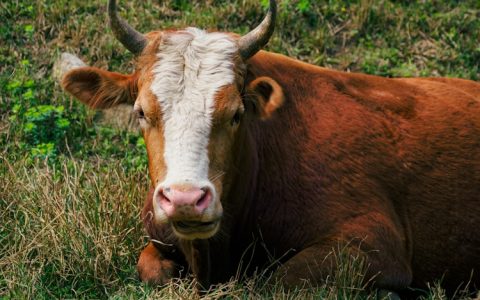 2017年贵州旅游总收入,2017年贵州旅游接待总人数