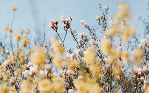 木兰诗口红,木兰花护肤品