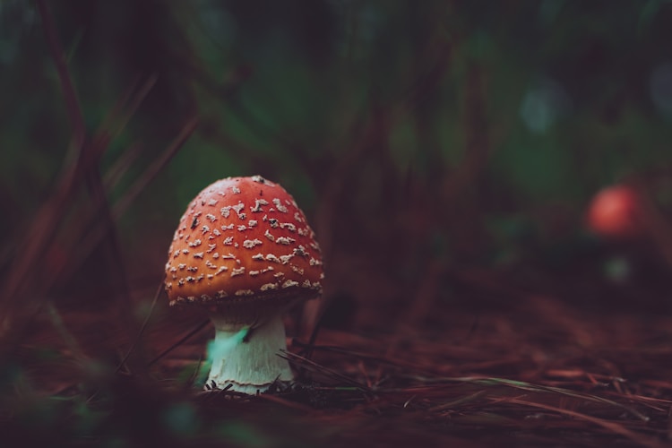 蘑菇战争2百科,蘑菇战争 攻略插图