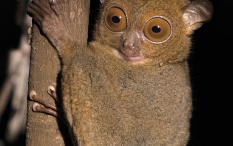 沙巴旅游景点推荐,沙巴的景点