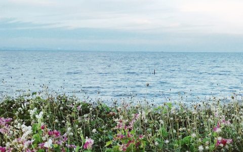 咸阳泾阳花海在哪,泾阳旅游花海